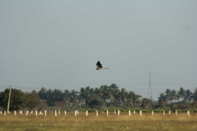 Migrating-grassland-Raptors-population-change-in-harriers-across-space-and-time