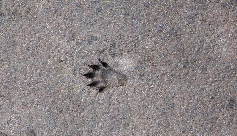 Otter-Conservation-in-Tamiraparani-River