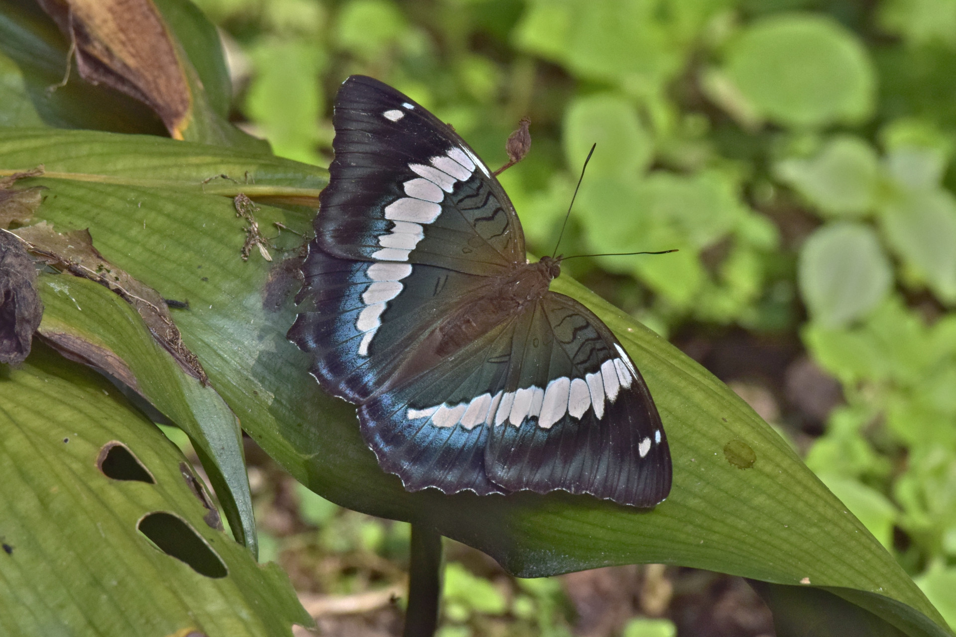 Blue Duke (Bassarona durga) (2)