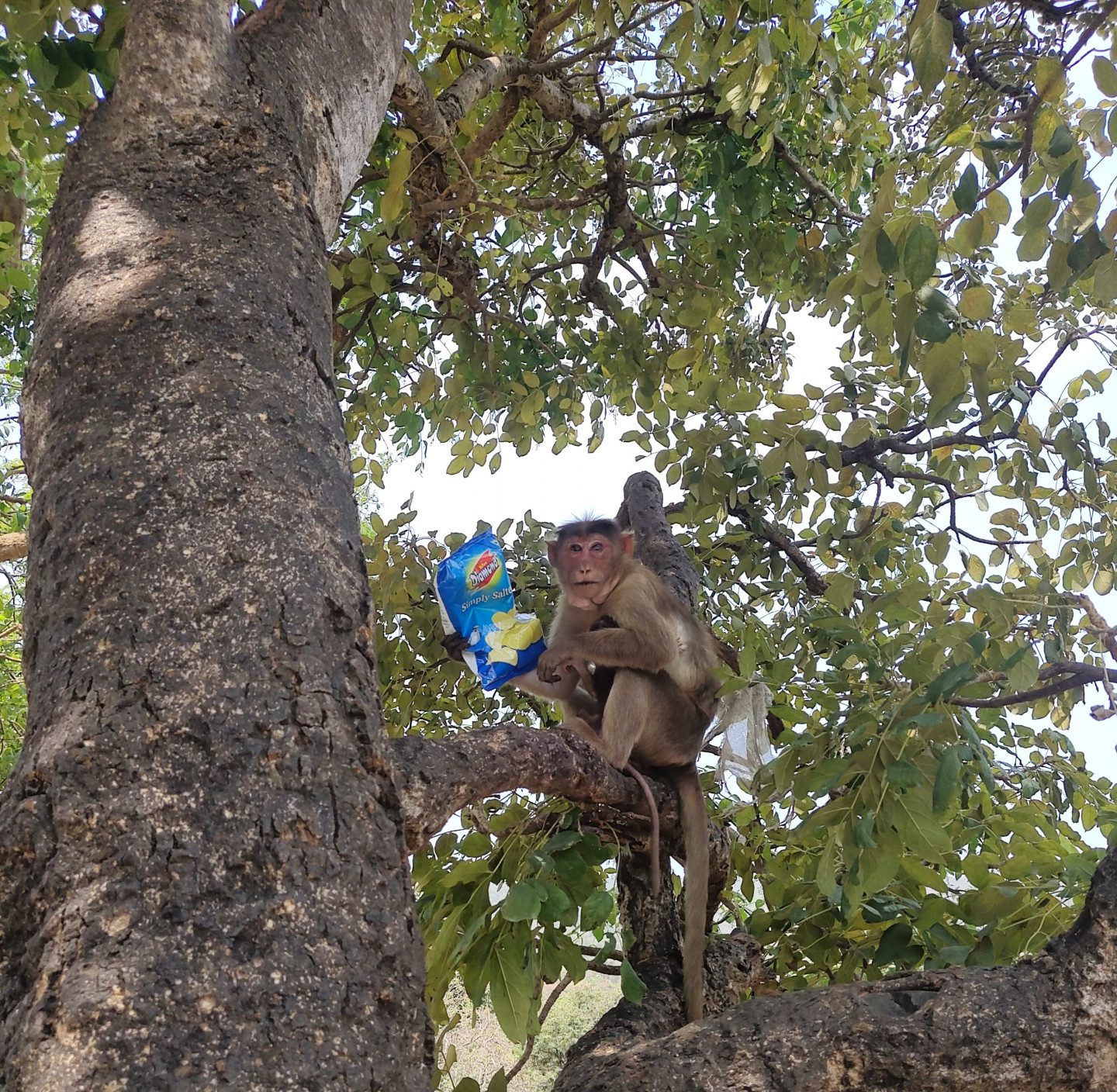 Vanishree Naik_bonnet macaque in Mumbai - Asmita Sengupta