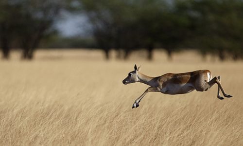 Blackbuck_in_Velavadar_National_Park_Gujarat_India-2400x890-1726097305