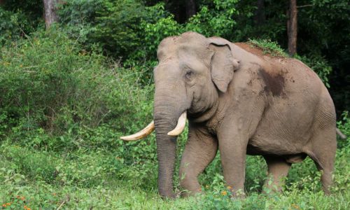 Elephant-distribution-and-human-elephant-conflict-in-Wayanad