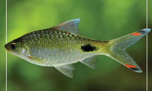 Fishes-of-Vembanad