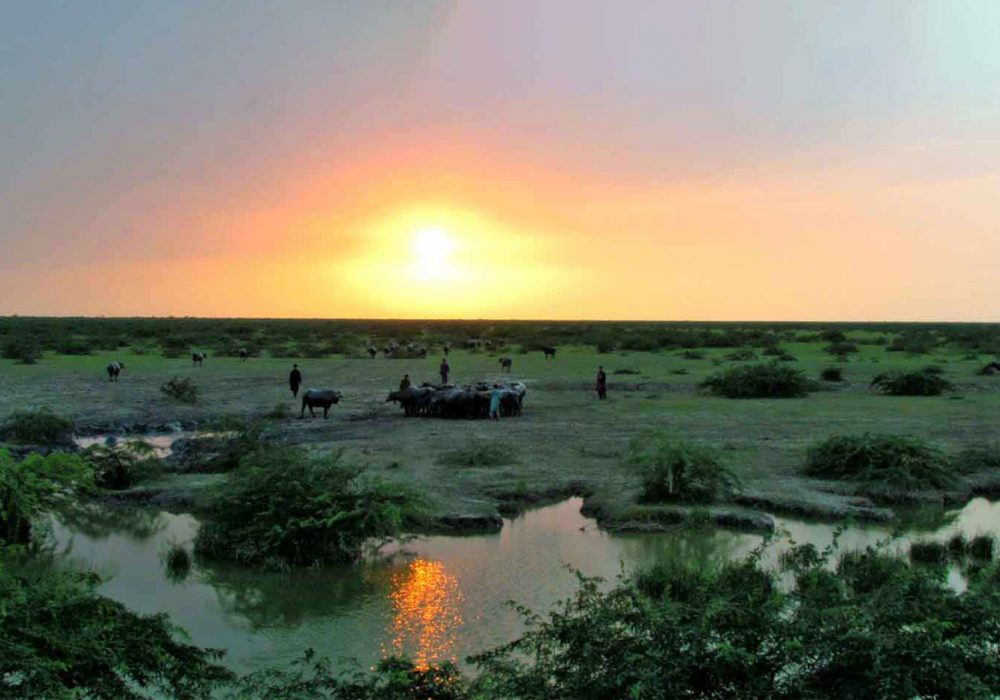 Grasslands-support-a-number-of-pastoralist-groups,-including-the-maldharis-in-Banni-known-for-breeding-large-livestock-such-as-buffalo-and-cattle-(1)-low