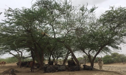 Resting-spot-for-livestock-under-Prosopis-1200x800