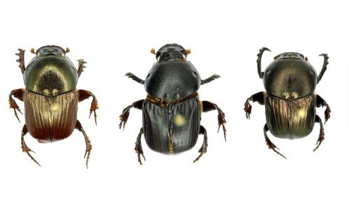 Study-beetles-2