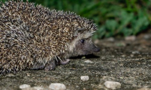 The_bare-bellied_hedgehog_Paraechinus_nudiventris-scaled-2400x890-2