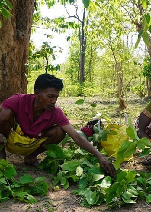 Three Forest Villages in Eastern Maharashtra Discovered a Simple Truth ...